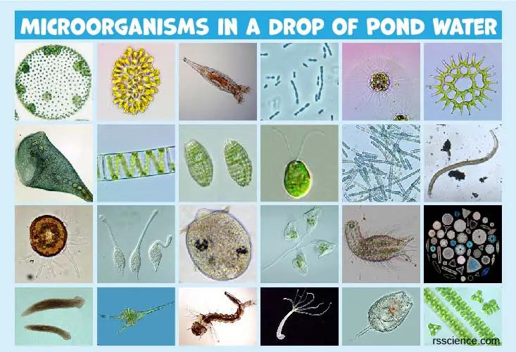 Microscopic view of common pool algae types: green, black, and mustard algae.
