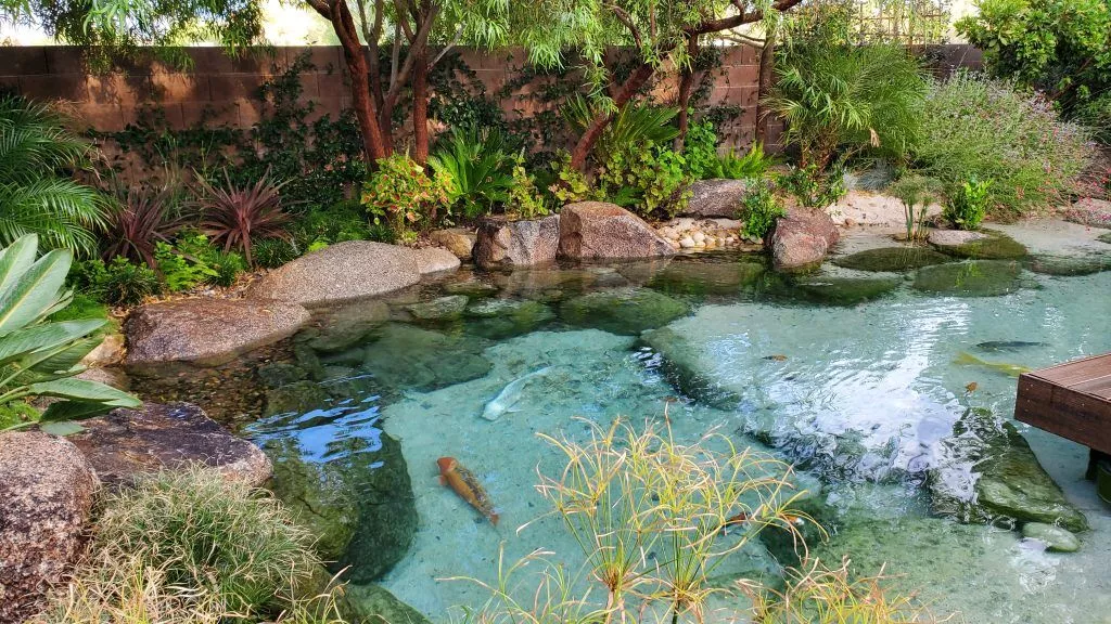 Sustainable pool design: drought-tolerant landscaping & energy-efficient features.