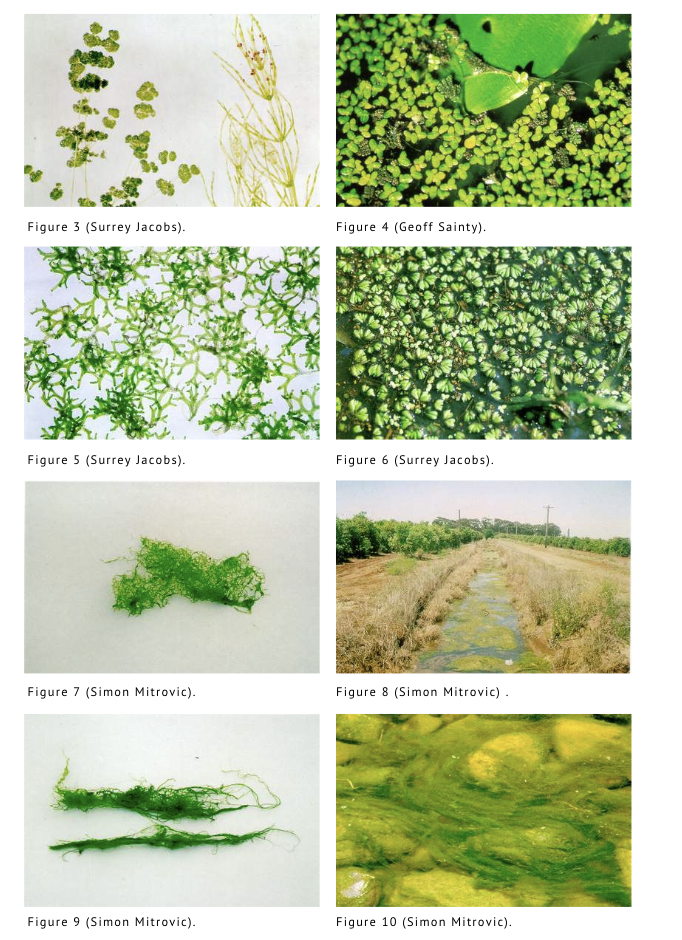 Pool algae types: green, black, and mustard - identification & prevention