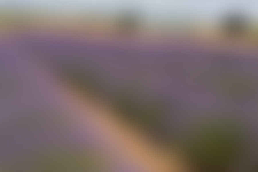 lavender plant in landscape