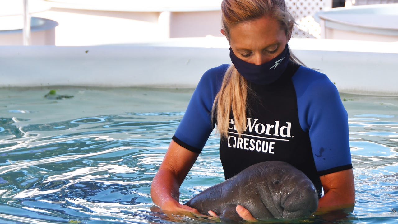 pool rescue access plan