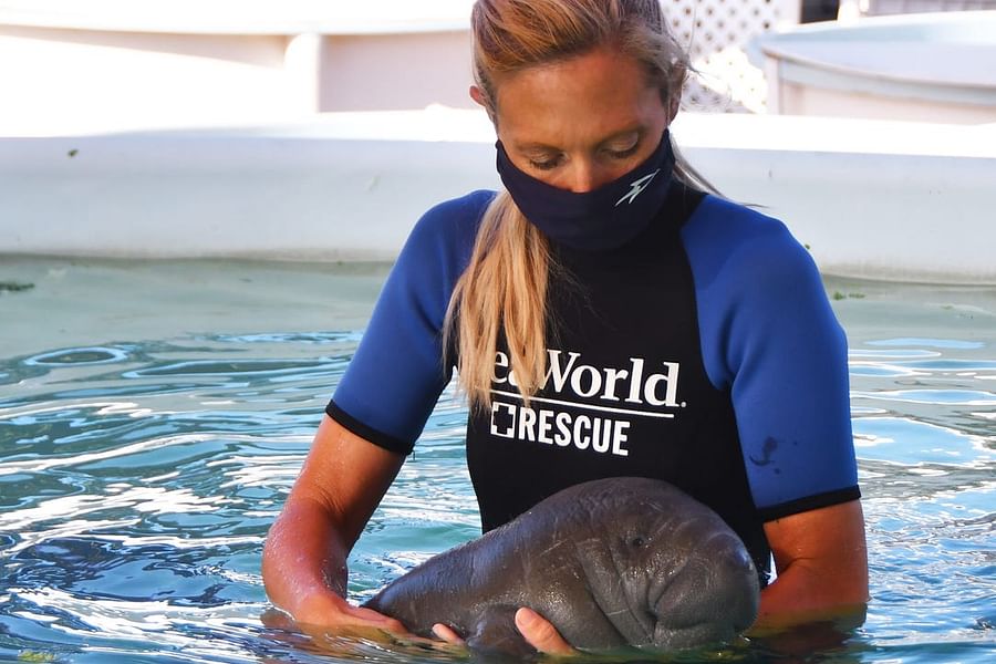 pool rescue access plan