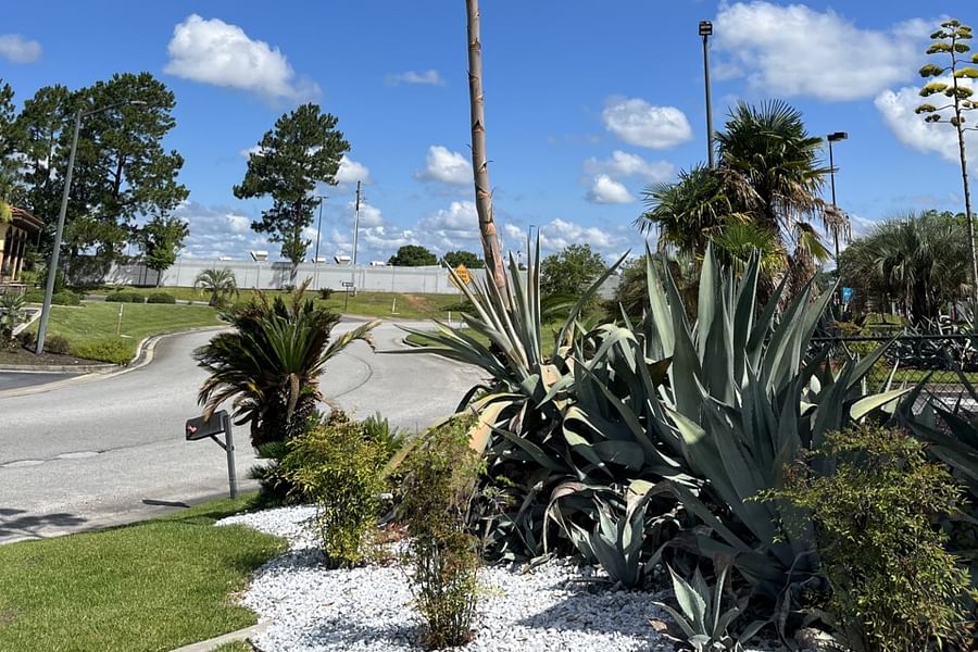 agave plant landscaping