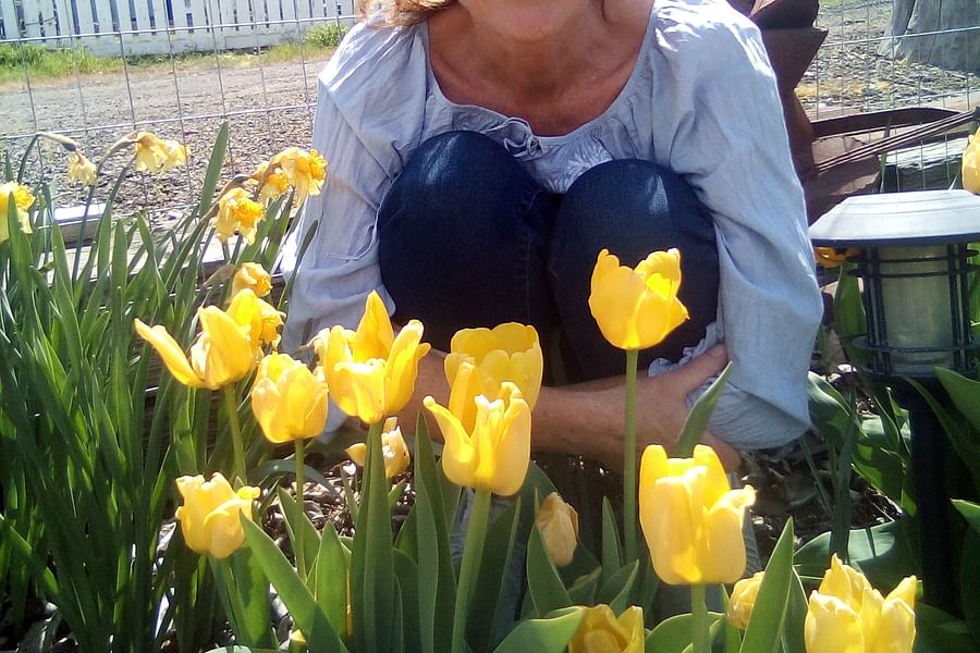 California Poppy in garden