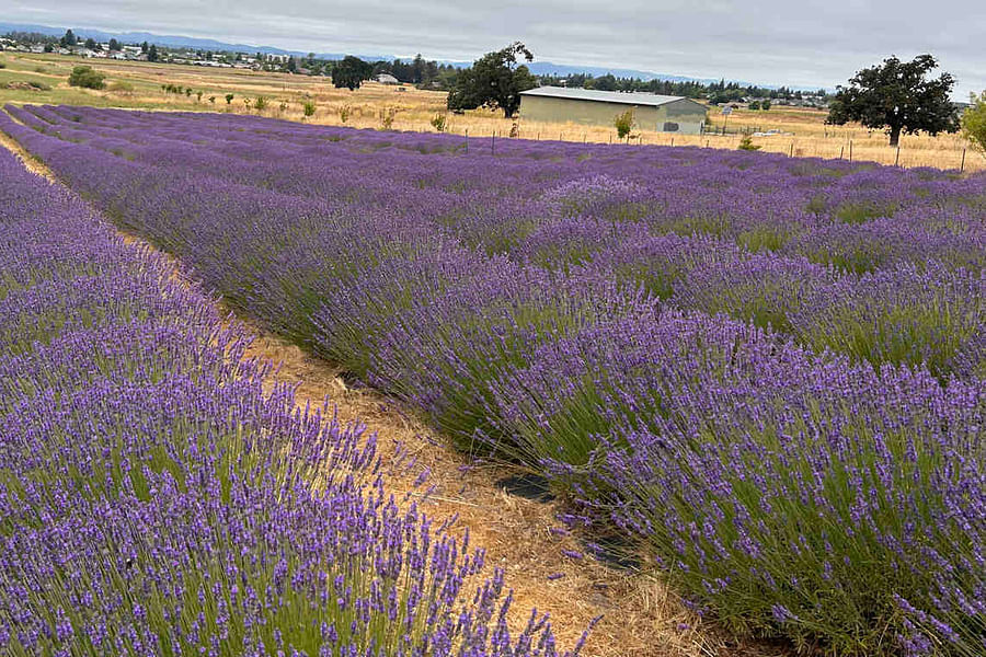 lavender plant in landscape