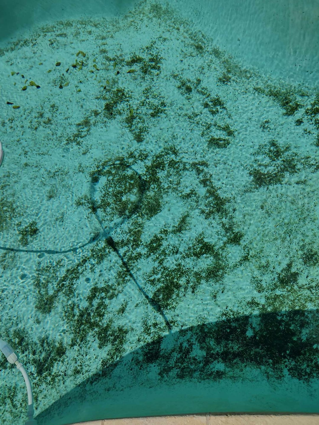algae on pool liner