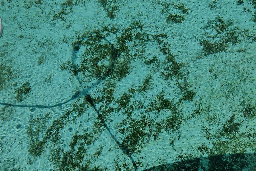 algae on pool liner