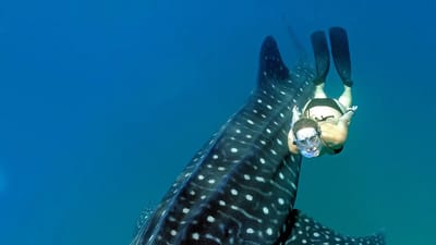 Crack or Crevice? Expert Techniques for Swimming Pool Leak Detection