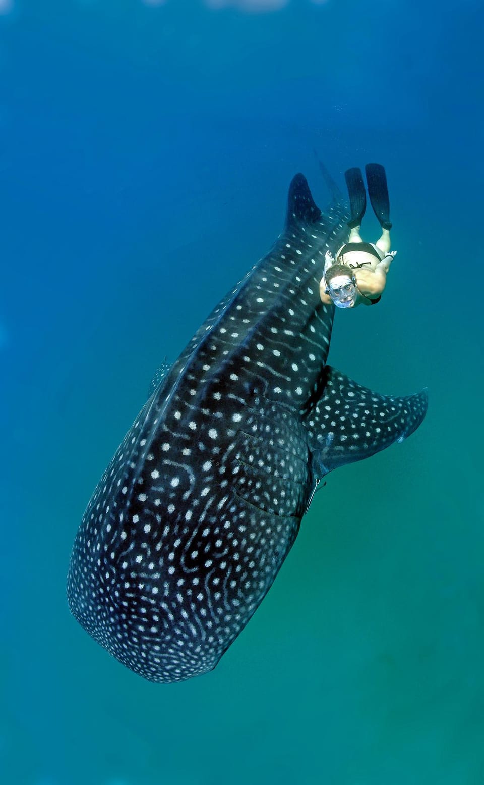 Crack or Crevice? Expert Techniques for Swimming Pool Leak Detection