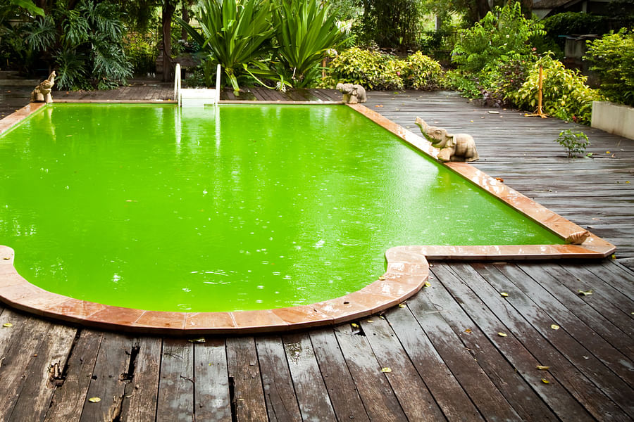 algae in pool